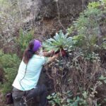 poryecto LIFE IP Azores Natura